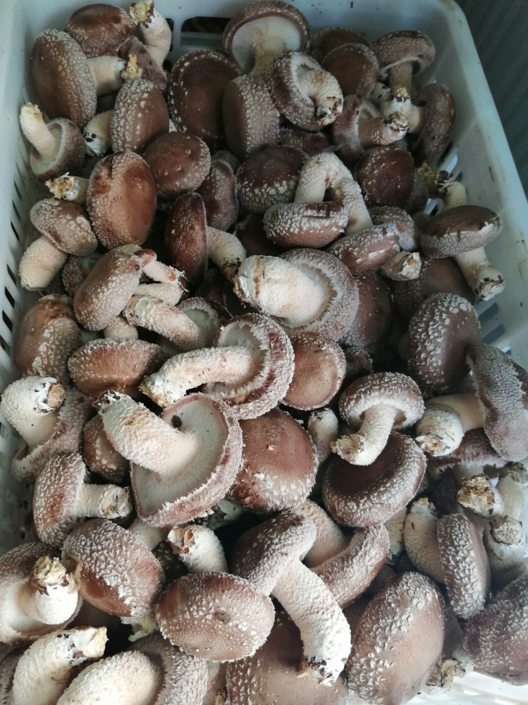 香菇 夏菇 高山种植  菇质好 入伏天出菇  7月到11月供货