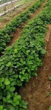 大厂县 避雨朋脱毒优质高产红颜草莓苗