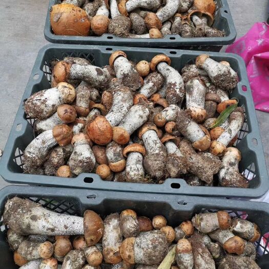 康定市红葱菌 鲜牛肝菌