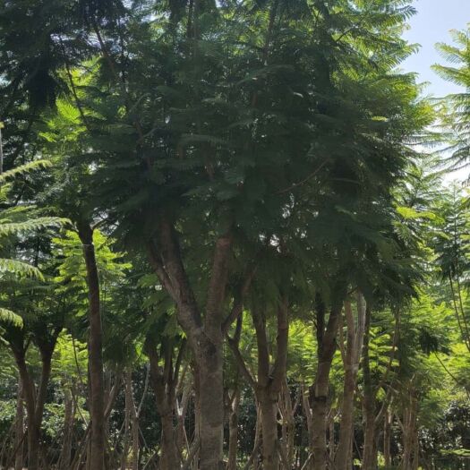 南宁普通蓝花楹 5米以上