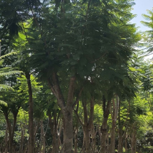 北流市 15/22分蓝花楹