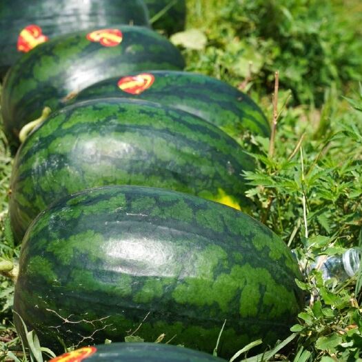 新民市 黑皮西瓜（慕田家宝）9月上市预售