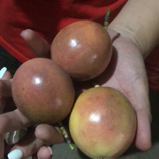 灵山县 广西百香果