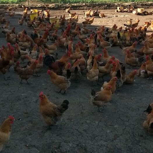 宣恩县 散养老母鸡，走地鸡，土鸡，