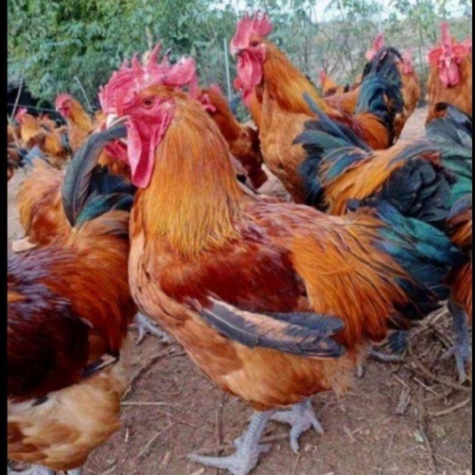 昆明 云南正宗青脚麻鸡苗，疫苗齐全，基地直供