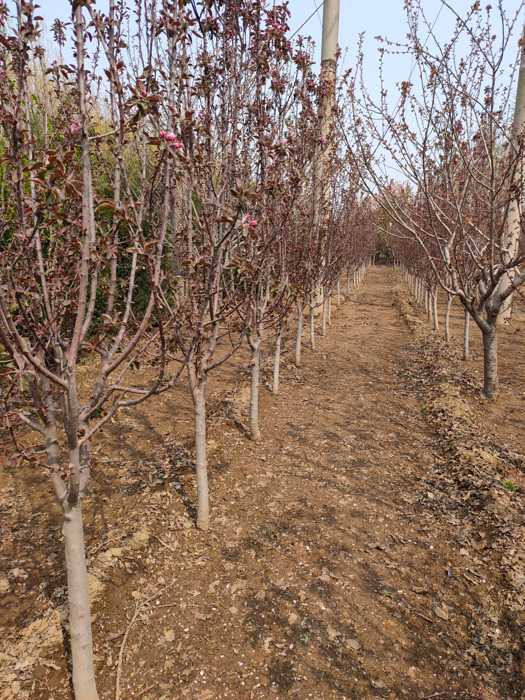 基地出售芭蕾舞海棠 地径5公分6公分8公分北美海棠