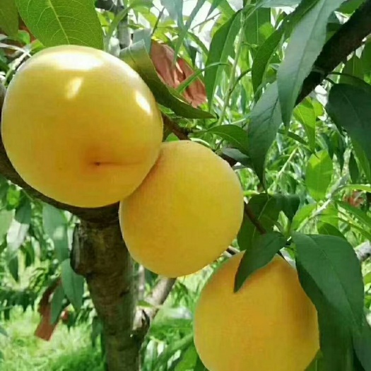 炎陵县 自家种植炎陵高山黄桃