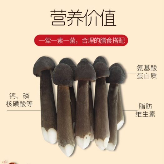 六盘水黑皮鸡枞菌 现货 基地直发