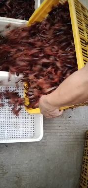 洪湖市龙虾苗  龙友小龙虾养殖专业合作长年供应优质虾苗
