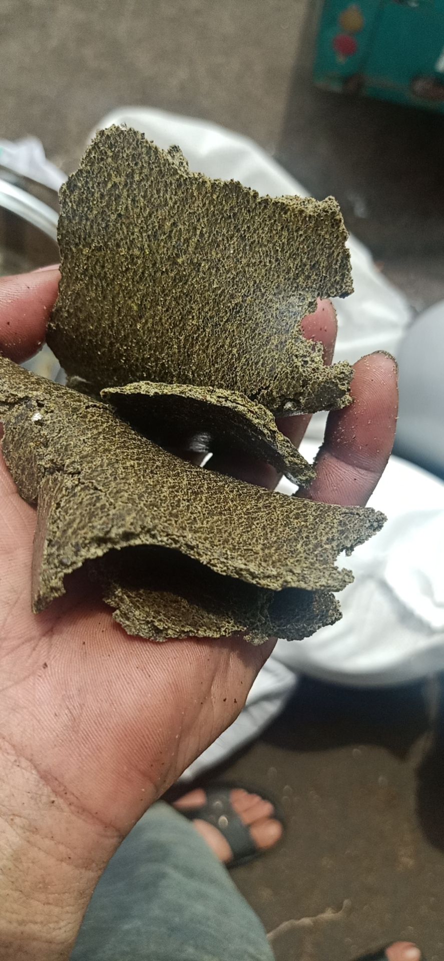 菜籽饼饲料 青饼