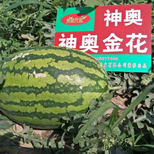 定襄县神奥金花  自家西瓜，物美价廉