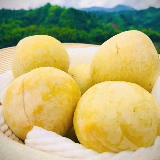 乐昌市 九峰黄金奈李