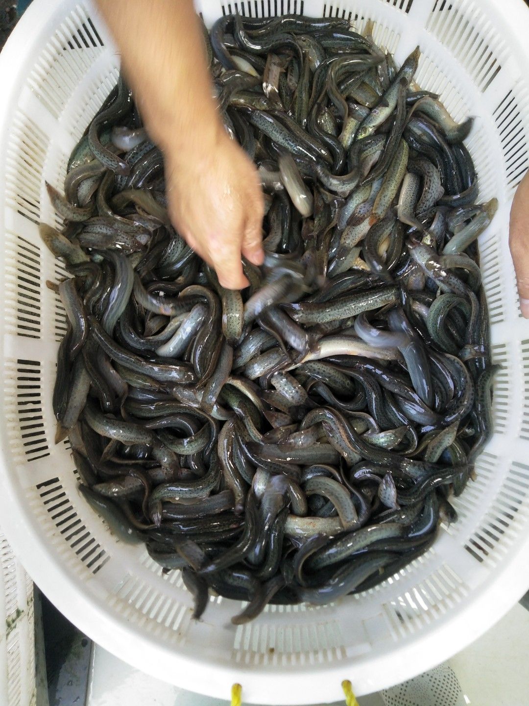 廣州泥鰍50尾/斤到80尾/斤 鮮活發貨  包郵
