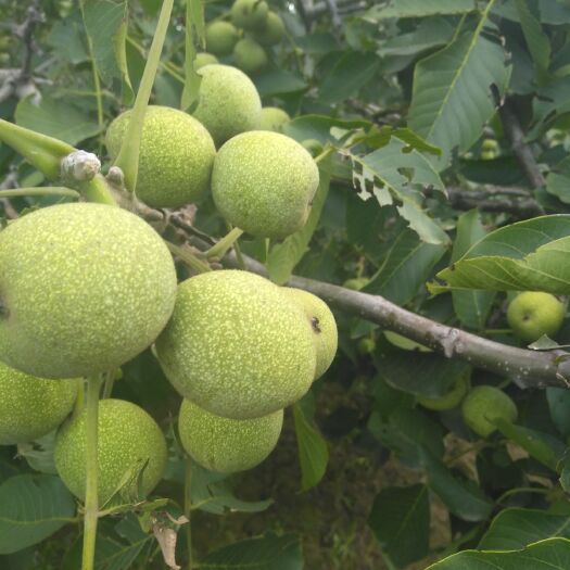 合阳县青皮核桃 40mm以上 散装 1个月