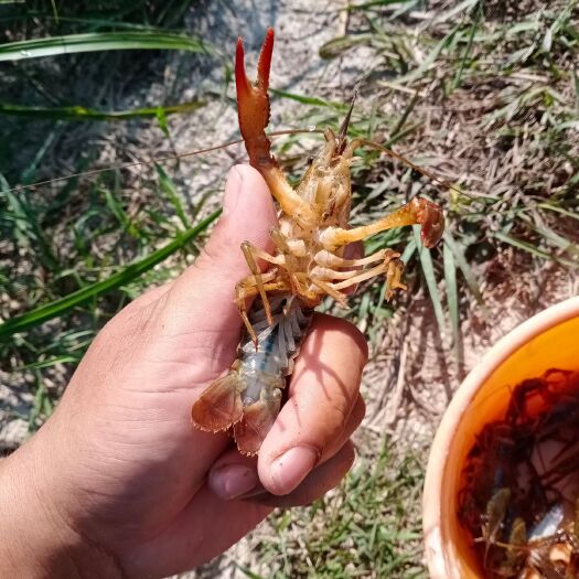 赣州 出售小龙虾 青虾  规格均有  照片一星期前拍的