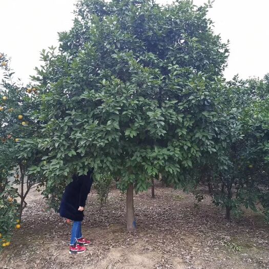 香橼树 香橼 香泡 胡柚椪柑橘子树甜橙树