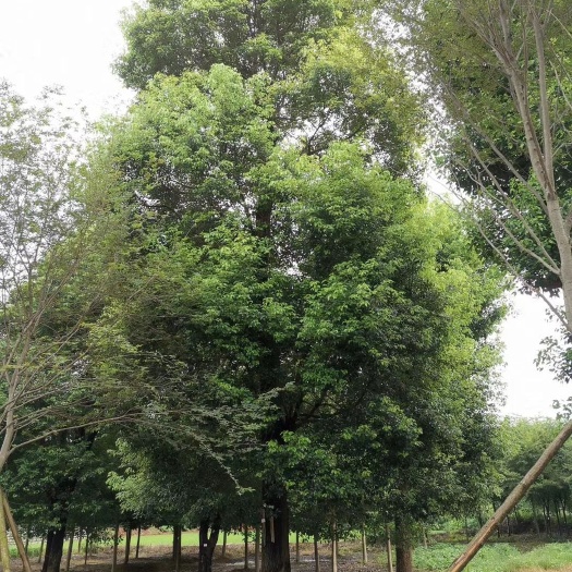 益阳 30-60公分 骨架移植香樟 容器全冠香樟丛生香樟 多杆香樟
