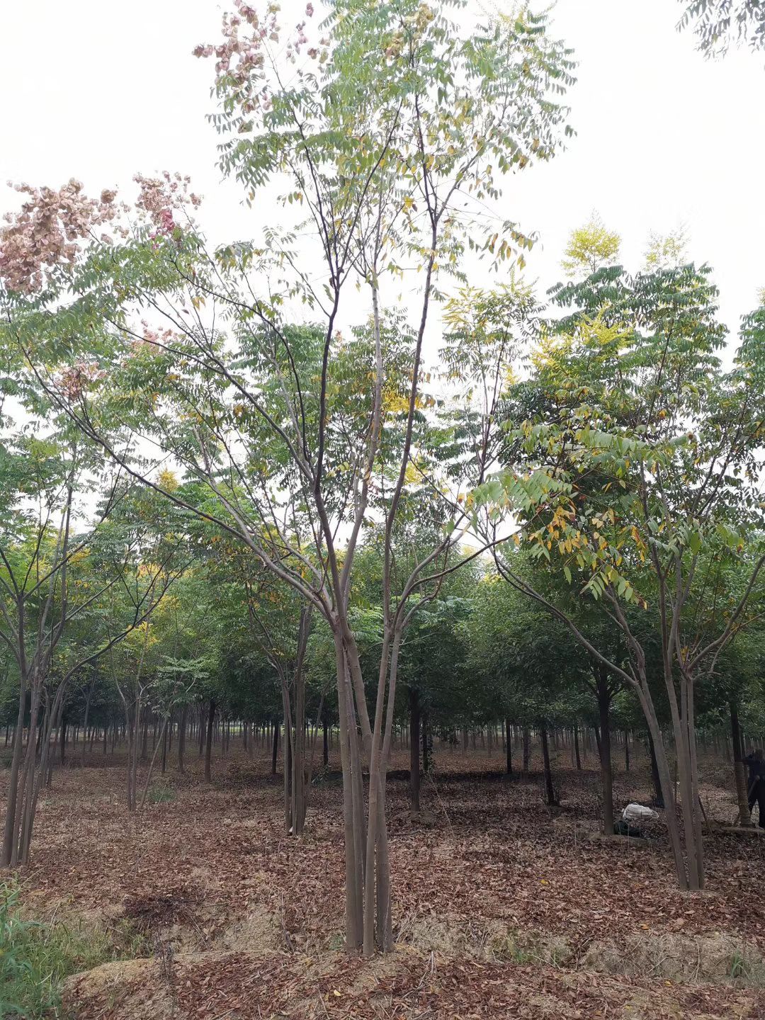  丛生栾树 黄山栾树 栾树 自家苗圃 一手货源 指树挖树