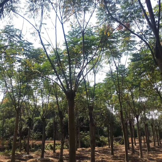 益阳 栾树 黄山栾树 15-20公分 自家苗圃现货供应 质量保证
