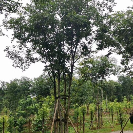 益阳 3456杆丛生朴树多杆朴树多头朴树 每杆8-15公分 自家苗