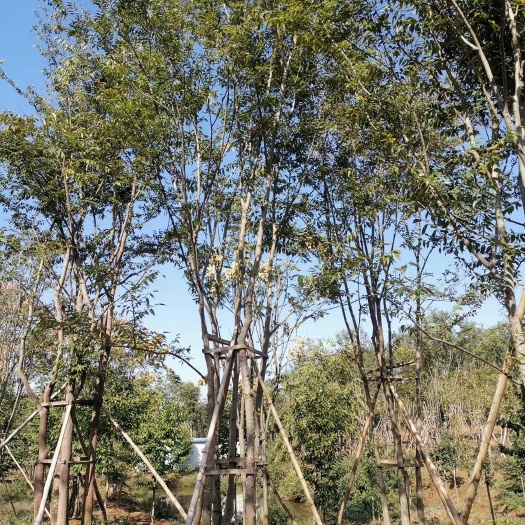 益阳 丛生朴树 多杆朴树3456杆每杆8-15公分 自家苗圃基地