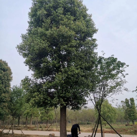益阳 30-60公分大骨架移植全冠香樟 容器全冠香樟 袋苗香樟
