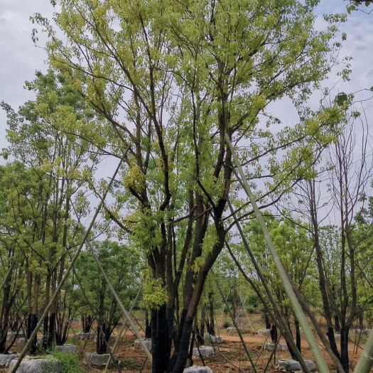益阳 丛生香樟多杆香樟多头香樟 自家苗圃基地直供