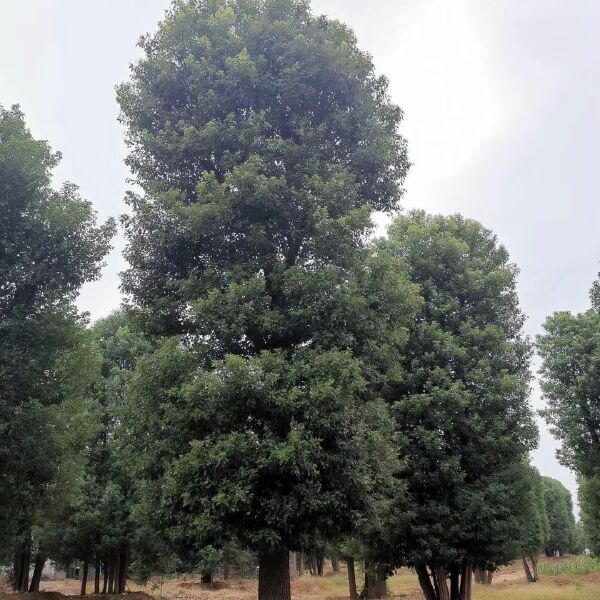  30-70公分大冠幅香樟 移植全冠香樟