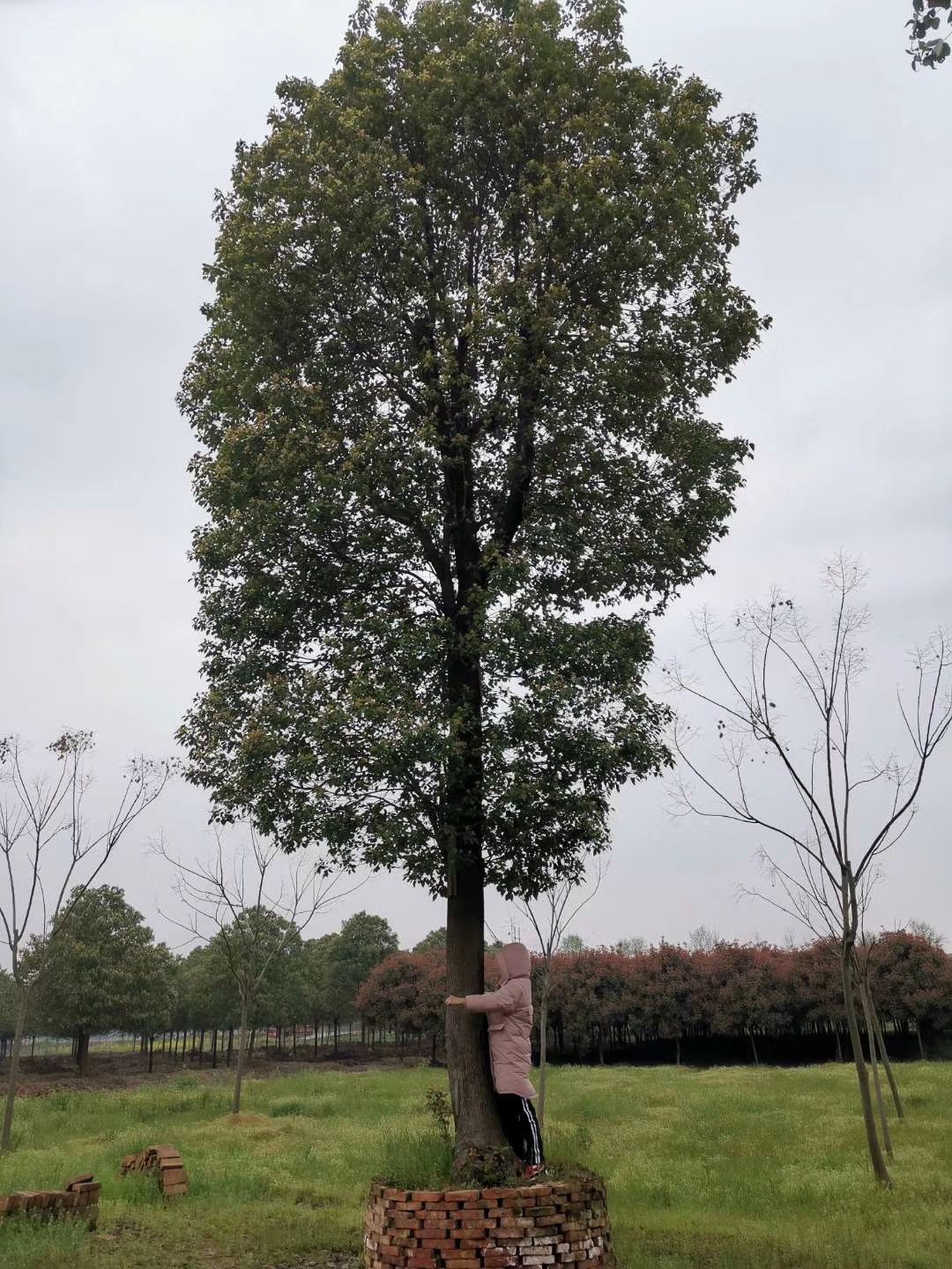  30-60公分移植大冠幅香樟 丛生香樟多杆香樟多头香樟