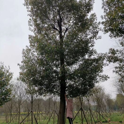 益阳 30-60公分移植大冠幅香樟 丛生香樟多杆香樟多头香樟