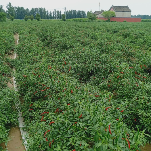 柘城县 朝天小辣椒之乡，全最大的小辣椒产地