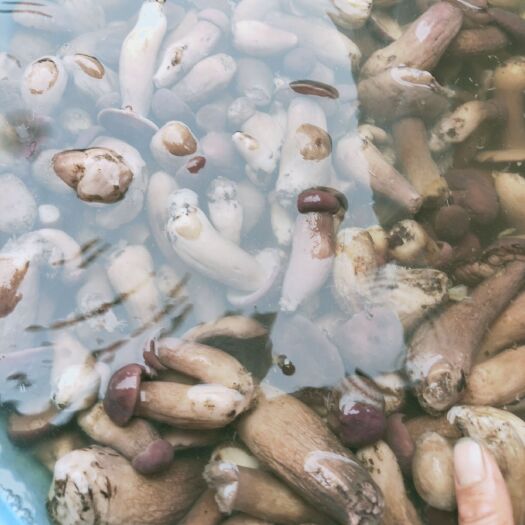 南召县美味牛肝菌  盐货牛肝菌，