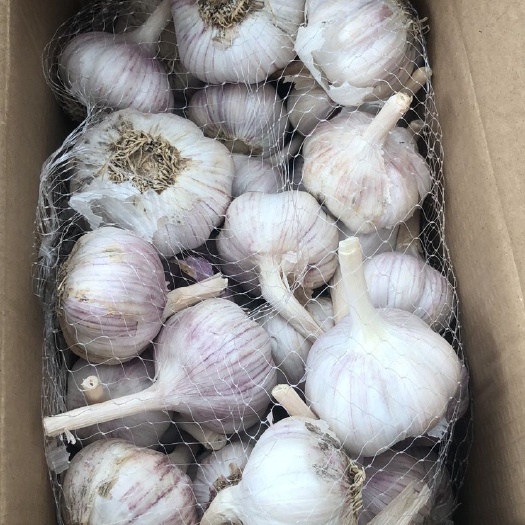 睢县 河南新鲜干大蒜包邮5斤一件代发包售后干蒜头