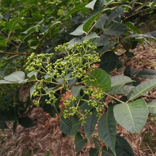 河池吴茱萸 大概有6千斤，生货