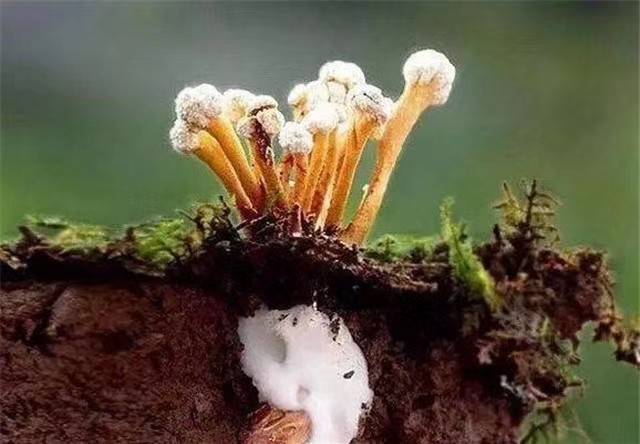 亳州蝉花 产地一手货源，各种规格都有大货