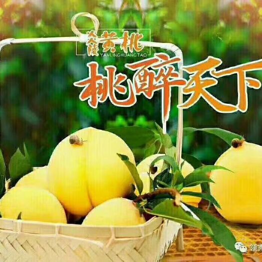 炎陵县炎陵黄桃 55mm以上 3 - 4两