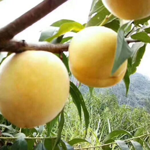 炎陵县炎陵黄桃 55mm以上 3 - 4两