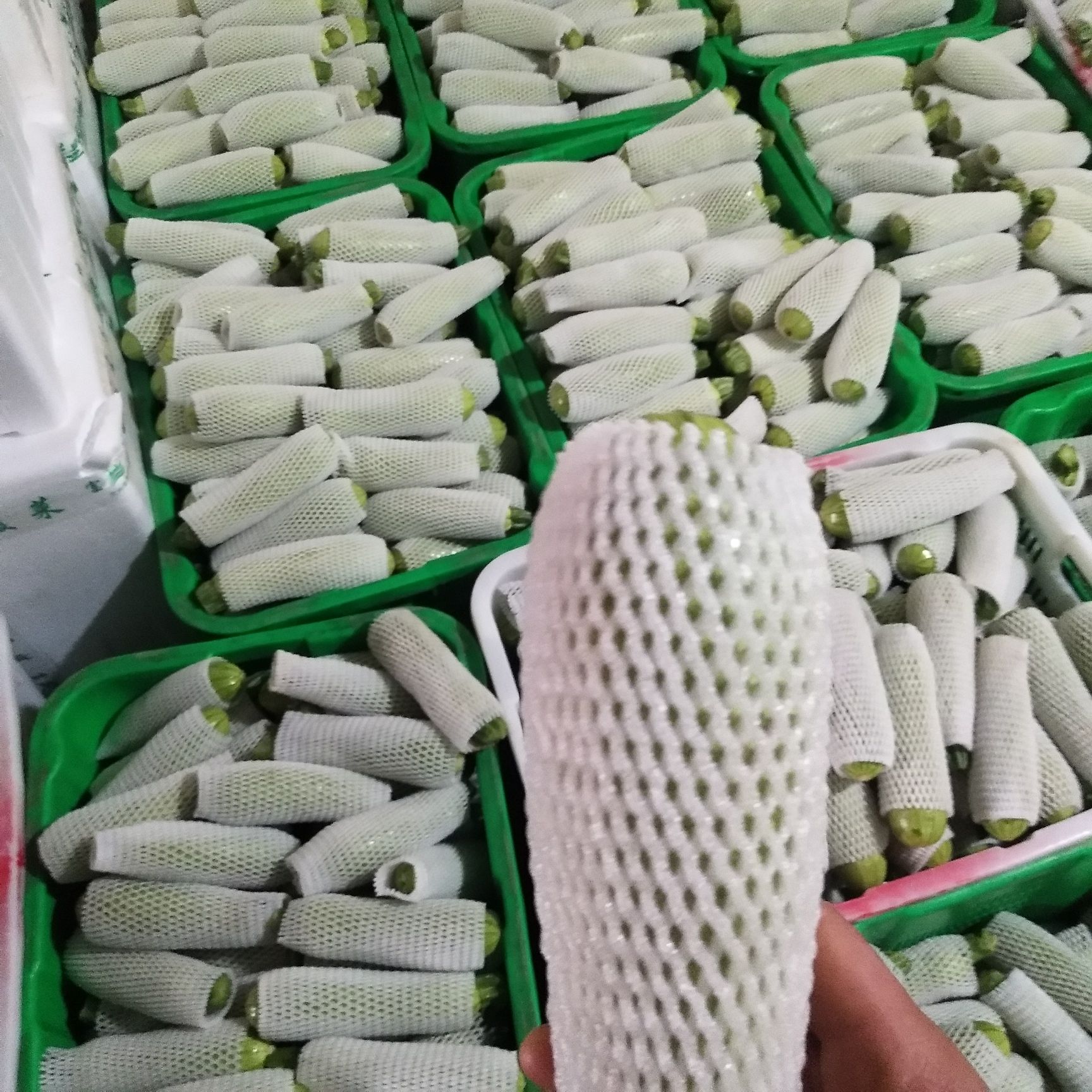  甘肃兰州高原精品西葫芦