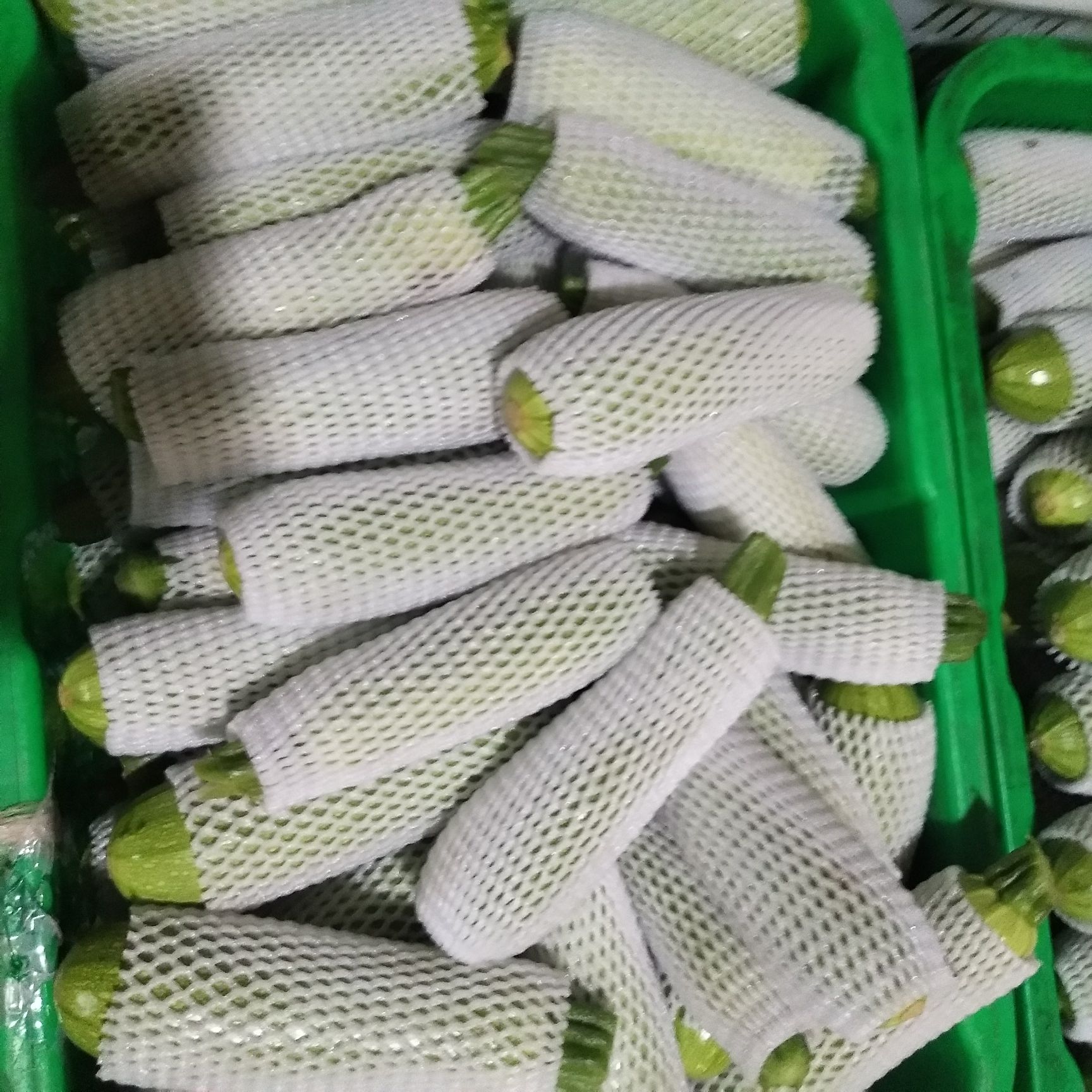  甘肃兰州高原精品西葫芦