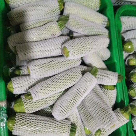  甘肃兰州高原精品西葫芦