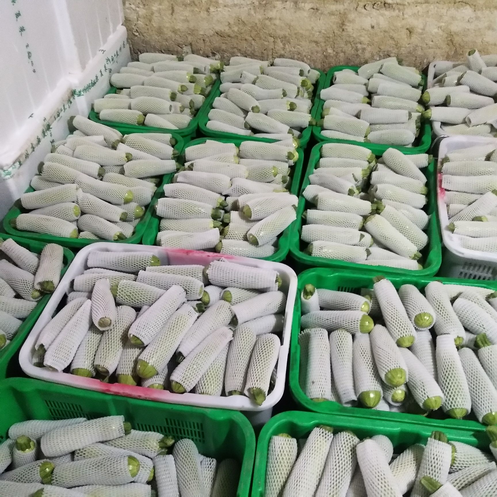 甘肃兰州高原精品西葫芦