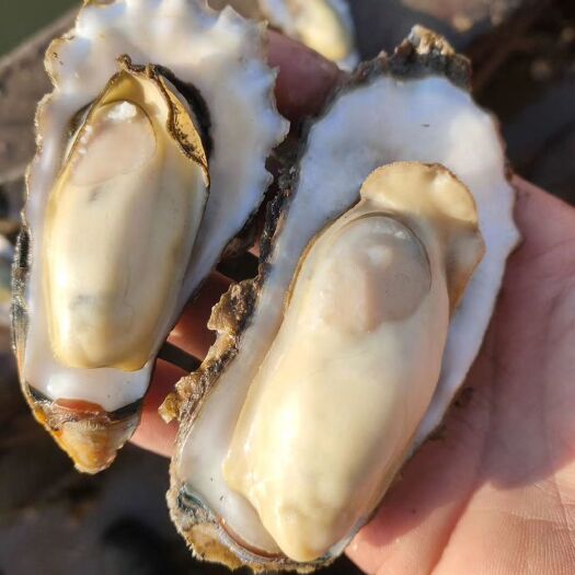 唐山生蚝牡蛎，一手货源码头发货