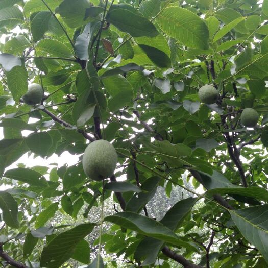 登封市 青皮核桃大量供应价好质优
