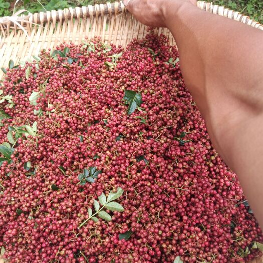盐源县 盐源红花椒鲜花椒