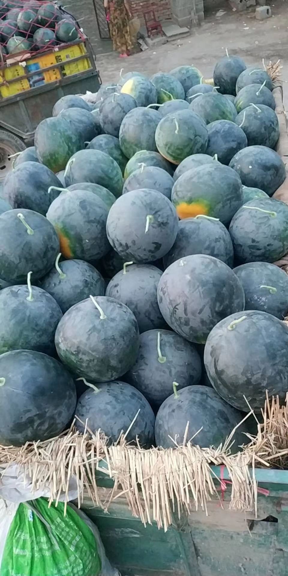 黑皮无籽西瓜 黑无籽，大量供应