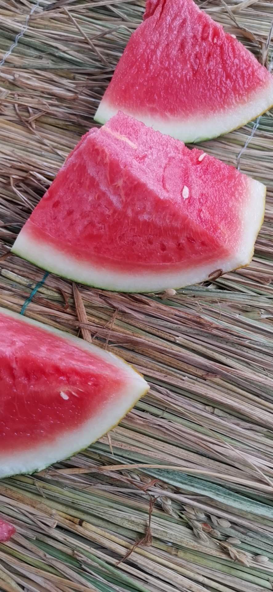 黑皮无籽西瓜 黑无籽，大量供应