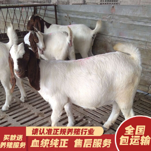 灌南县 精品波尔种公山羊头胎二胎怀孕波尔山羊青年羊活体全国包邮