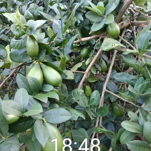 龙岩香水柠檬 绿色 无籽