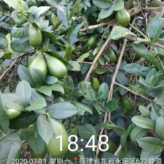 龙岩香水柠檬 2.7 - 3.2两