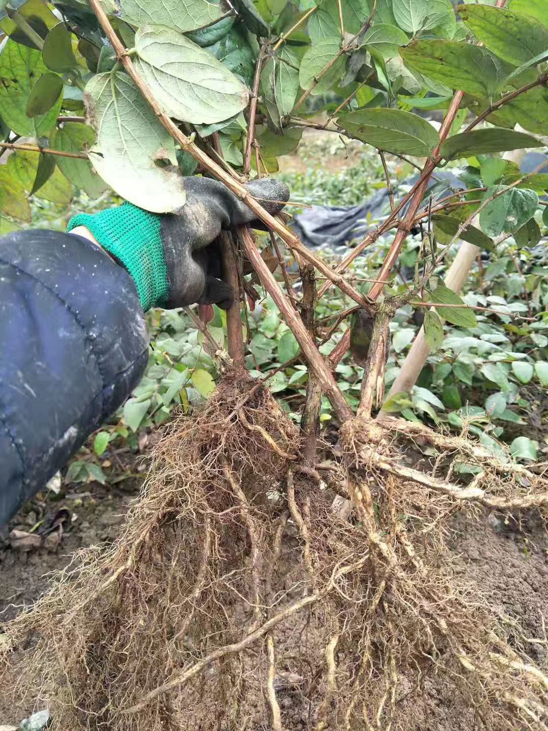 金银花根的图片图片